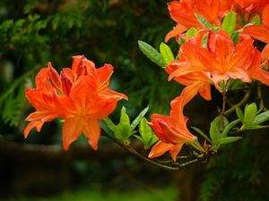 Oranje Azalea
