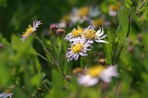 Aster