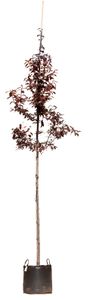 2 stuks! Puperbladige sierpruim Prunus cerasifera Nigra h 250 cm st. omtrek 8 cm boom - Warentuin Natuurlijk