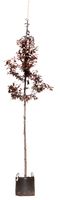 2 stuks! Puperbladige sierpruim Prunus cerasifera Nigra h 250 cm st. omtrek 8 cm boom - Warentuin Natuurlijk - thumbnail