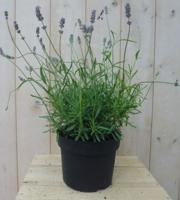 Lavendel GROOT - Warentuin natuurlijk