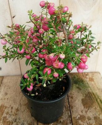Sneeuwbes Pernettya roze - Warentuin natuurlijk