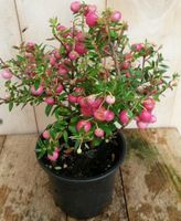 Sneeuwbes Pernettya roze - Warentuin natuurlijk