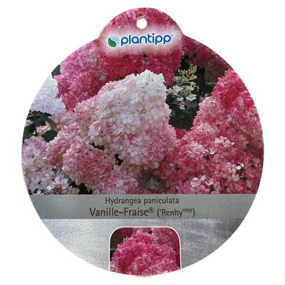 Hortensia Paniculata Vanille-Fraise - Warentuin natuurlijk