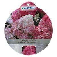 Hortensia Paniculata Vanille-Fraise - Warentuin natuurlijk Hortensia Paniculata Vanille-Fraise - Warentuin natuurlijk