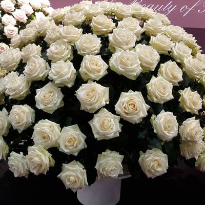 White Naomi - Witte rozen - 100 stuks White Naomi - Witte rozen - 100 stuks