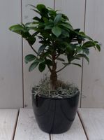 Bonsai Ficus microcarpa zwarte/antraciete pot 30 cm - Warentuin Natuurlijk