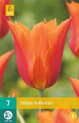 Tulp Ballerina Tulp Ballerina