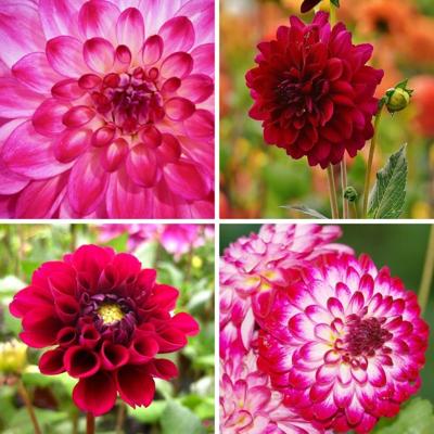 Flowerbulbs Amsterdam - Mix Outdoor Happiness, 12 Dahlia Little Robert & 12 Dahlia Heatwave knollen voor 4 m²