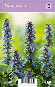 Vips Ajuga Reptans - Kruipend zenegroen