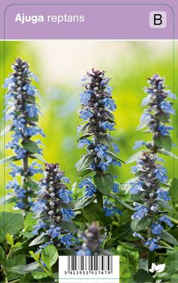 Vips Ajuga Reptans - Kruipend zenegroen