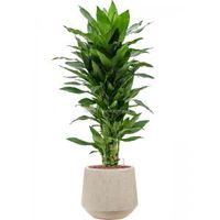 Plant in Pot Dracaena Fragrans Janet Lind 105 cm kamerplant in Baq Raindrop 30 cm bloempot - thumbnail