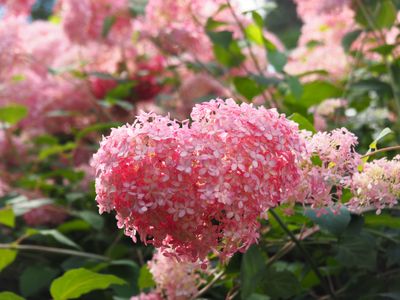 Nieuwste hortensia