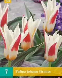 X 7 Tulipa Johann Strauss