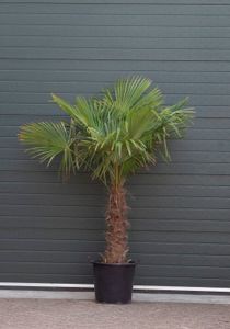 Chinese waaierpalm Trachycarpus Fortunei h 150 cm st. h 60 cm - Warentuin Natuurlijk