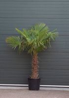 Chinese waaierpalm Trachycarpus Fortunei h 150 cm st. h 60 cm - Warentuin Natuurlijk