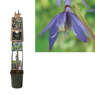 Clematis alpina - bosrank L