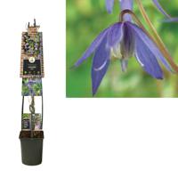 Clematis alpina - bosrank L