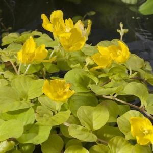 Goud penningkruid (Lysimachia nummularia &ldquo;aurea&rdquo;) moerasplant - 6 stuks