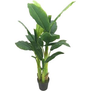 Bananenboom 125 cm - Buitengewoon de Boet