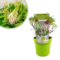 Buddleja Davidii Butterfly Candy Little White - Vlinderstruik - P19 Buddleja Davidii Butterfly Candy Little White - Vlinderstruik - P19