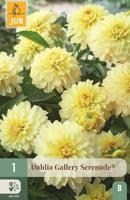 Dahlia gallery serenade®