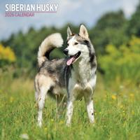 Siberian Husky Kalender 2026