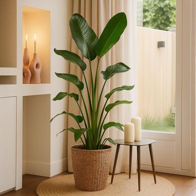 Strelitzia plant (Nicolai) - Paradijsvogelplant - P27
