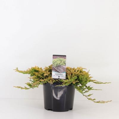 Juniperus hor golden carpet 30 cm - Warentuin natuurlijk