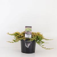 Juniperus hor golden carpet 30 cm - Warentuin natuurlijk Juniperus hor golden carpet 30 cm - Warentuin natuurlijk