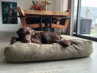 Dog's Companion® Hondenbed olive giant ribcord superlarge Dog's Companion® Hondenbed olive giant ribcord superlarge