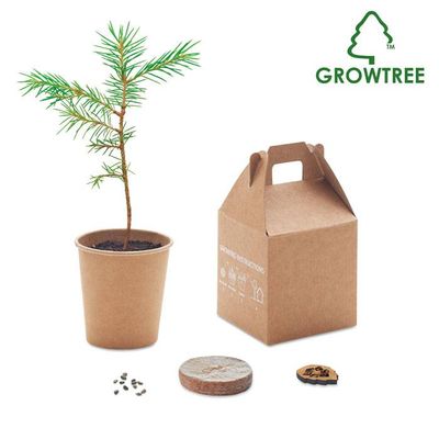 Pijnboom in geschenkdoosje