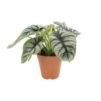 Alocasia Silver Dragon - Ø12 ↕25-45 Alocasia Silver Dragon - Ø12 ↕25-45