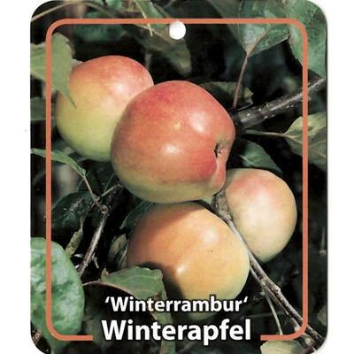 Malus Domestica Winterrambur - Oosterik home