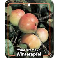 Malus Domestica Winterrambur - Oosterik home