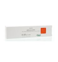 Aesculus creme - thumbnail