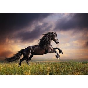 Poster zwart galopperend paard / hengst 84 x 59 cm