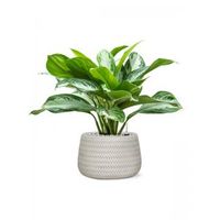 Plant in Pot Aglaonema Silver Bay 45 cm kamerplant in Baq Angle White 24 cm bloempot - thumbnail