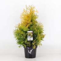 Thuja occidentalis yellow ribbon - Warentuin natuurlijk
