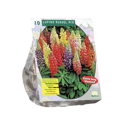 Lupine