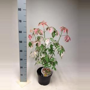 Vederesdoorn (Acer Negundo "Flamingo") - 40-50 cm - 9 stuks