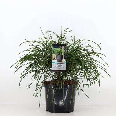 Thuja plicata whipcord 30-40 cm - Warentuin natuurlijk