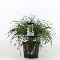 Thuja plicata whipcord 30-40 cm - Warentuin natuurlijk