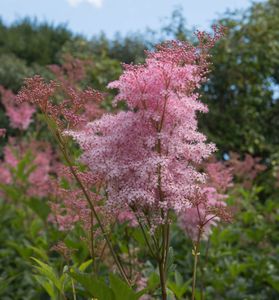 Moerasspirea