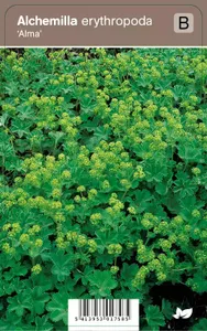 V.I.P.S. Alchemilla erythropoda ''Alma'' - leeuweklauw p9