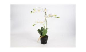 3 tak Phalaenopsis wit 63 cm