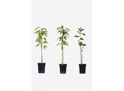 Pilaar appelbomen - mix van 3