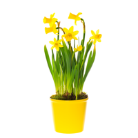Narcissen - P12