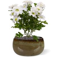 Chrysant kunstboeket 35 cm crème