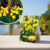 Gele Narcis bollen &apos;Tete a tete&apos; - 25 stuks